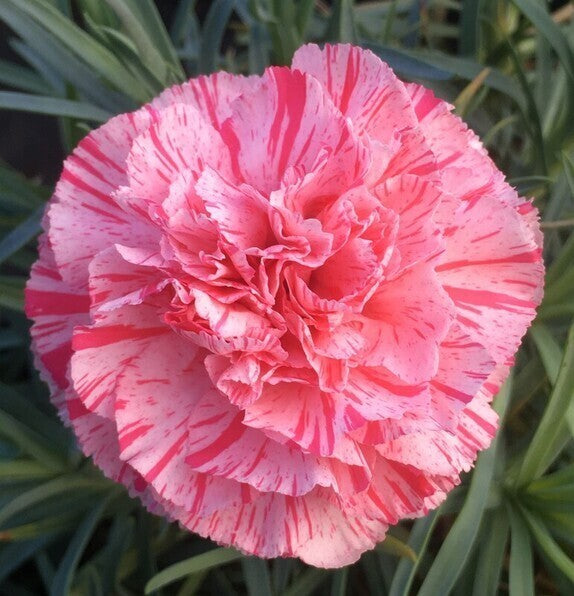 100 Seeds Carnation Dianthus Highlight Perennial Flower