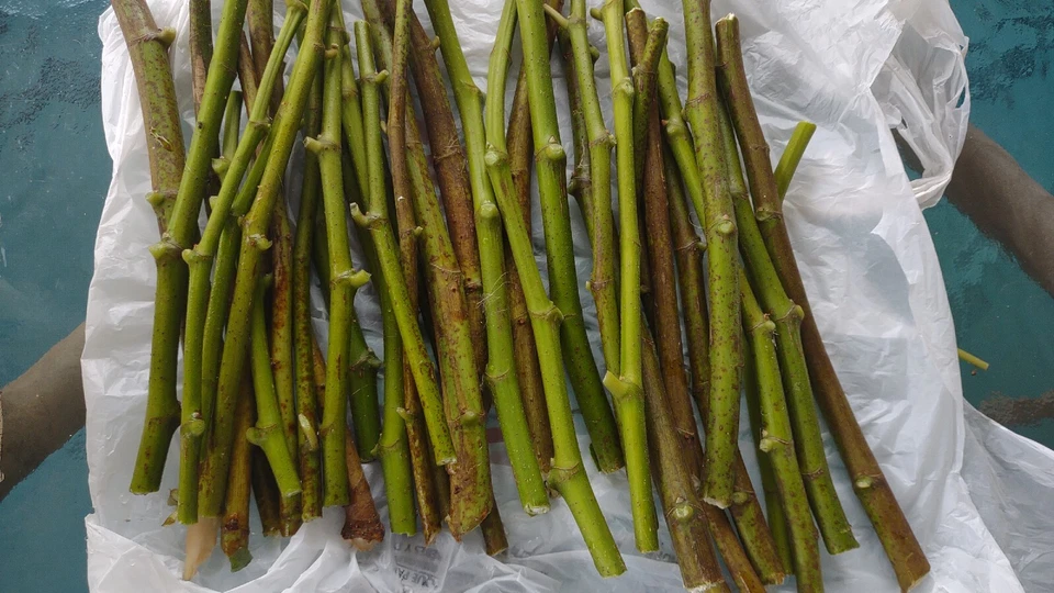 Hardy Chicago Fig Cuttings 12 Pack Unrooted Branches Ficus Carica Cold Hardy Fruit Tree for Propagation
