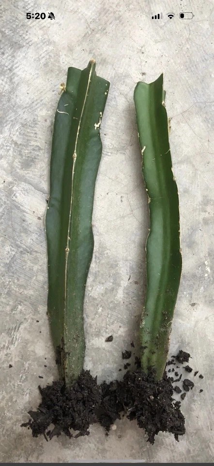 Rooted Dragon Fruit Plants – 8 Inch Live Hylocereus Cactus Vines Ready to Plant
