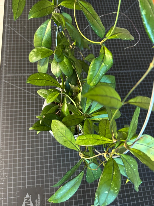 Hoya Crassipetiolata One Node Cutting, Rare Hoya Plant for Propagation Indoor Houseplant Starter