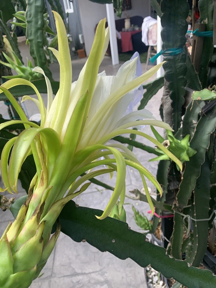 Dragon Fruit Unrooted Cuttings – 7 Live Pitaya Cuttings 8–12 Inch Long for Propagation and Growing