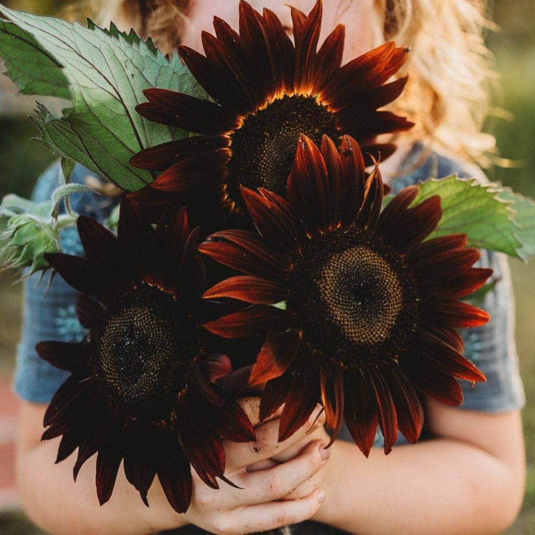 50 Cherry Chocolate Sunflower Seeds | Heirloom Non-GMO | Deep Burgundy Blooms for Pollinators, Gardens, Bouquets & Borders