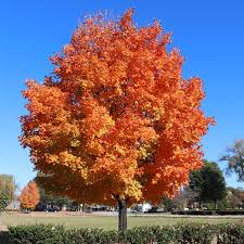 1 Sugar Maple Tree - Acer saccharum | 12–18” Live Bare Root Starter Tree | Sweet Maple for Shade, Color & Landscapes