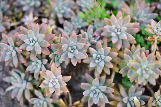 2 Rare Echeveria Ghost Plant Cuttings – 2" to 4" Succulent Rosettes – Unique Pale Pink-Grey Leaves – Easy to Root