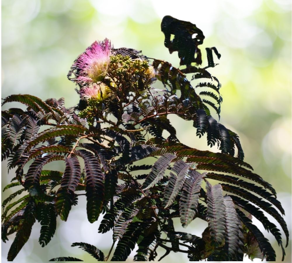 10 Seeds Summer Chocolate Mimosa Tree Silk Tree Albizia julibrissin