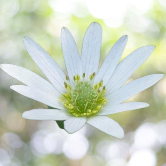 Tenpetal Anemone Seeds – 200 Rare Spring Blooming Wildflowe