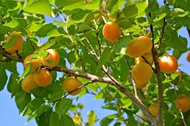 6 MOONGOLD APRICOT Scion Cuttings (Prunus armeniaca) Unrooted, Heirloom, Sweet Apricot Tree for Grafting or Rooting