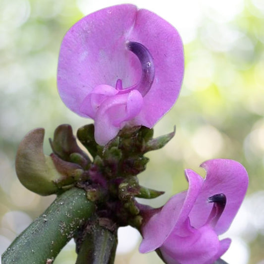 Trailing Fuzzybean Seeds – 100 Native Annual Flowering Vin