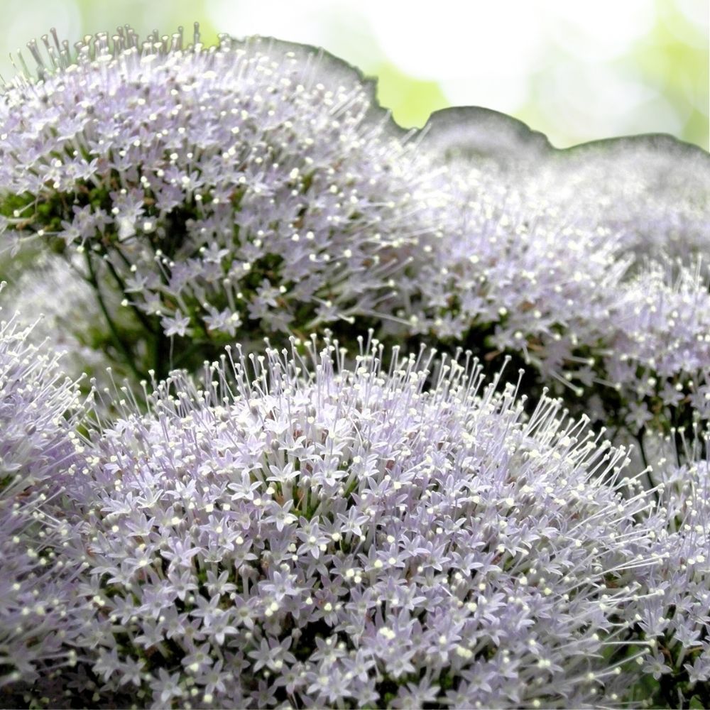 25 White Throatwort Trachelium Caeruleum Flower Seeds, Fast Shipping
