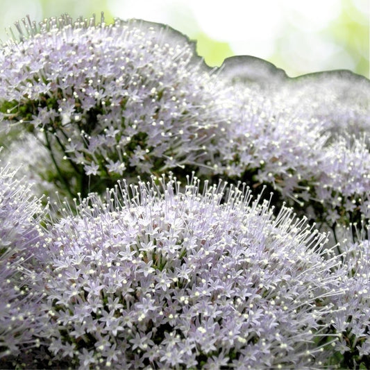 25 White Throatwort Trachelium Caeruleum Flower Seeds, Fast Shipping