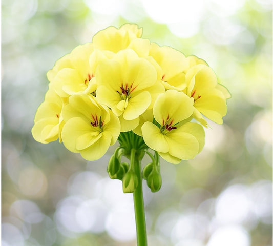 10 Seeds Yellow Geranium Perennial Flower Seeds Planting Outdoor Blooms